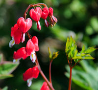 Bleeding Heart or Dicentra spectabilis Flower seeds for Planting - Perfect for Borders, Heirloom & GMO Free Seeds for Home Garden