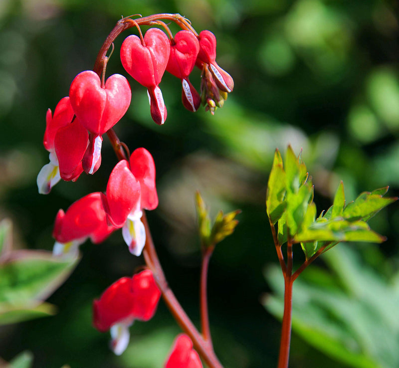Bleeding Heart or Dicentra spectabilis Flower seeds for Planting - Perfect for Borders, Heirloom & GMO Free Seeds for Home Garden