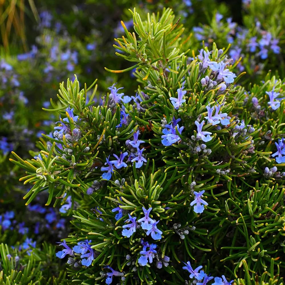 Violet Rosemary Flower seeds for Planting Shade Tolerant Heirloom & GMO Free Seeds for Home Garden
 
 Sale