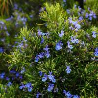 Violet Rosemary Flower seeds for Planting Shade Tolerant Heirloom & GMO Free Seeds for Home Garden
 
 Sale