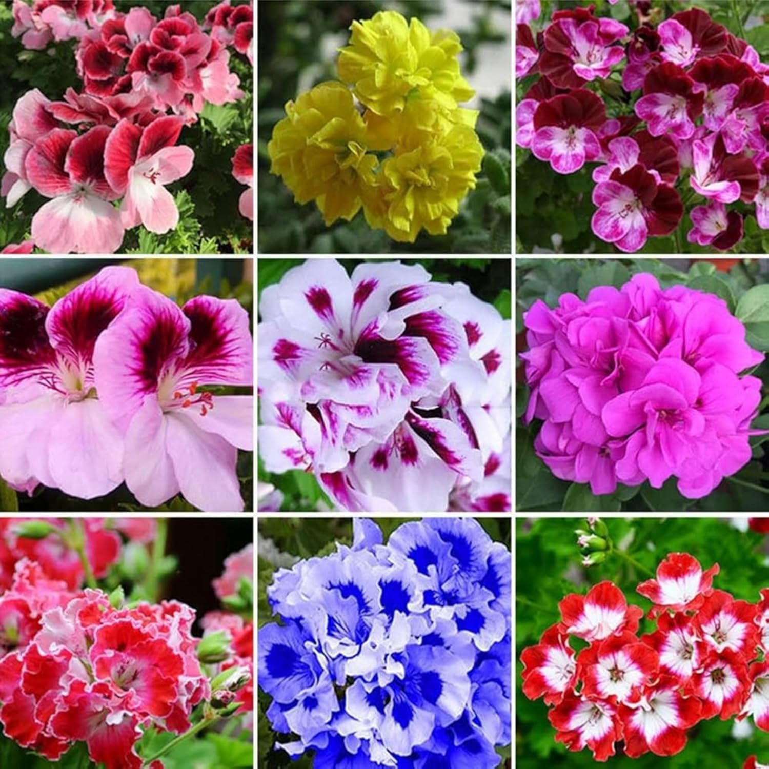 Perennial Flower seeds for Planting Garden Favorite Heirloom & GMO Free Seeds for Home Garden