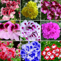 Perennial Flower seeds for Planting Garden Favorite Heirloom & GMO Free Seeds for Home Garden