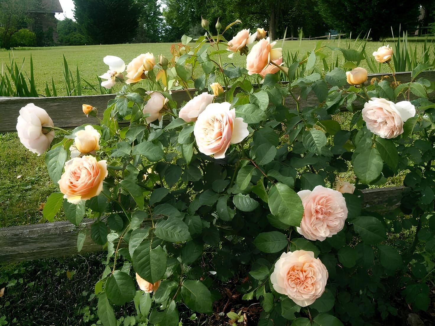 Juliet Flower Planting Seeds for Vibrant Blooms - Perfect for Your Garden