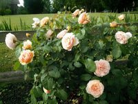 Juliet Flower Planting Seeds for Vibrant Blooms - Perfect for Your Garden