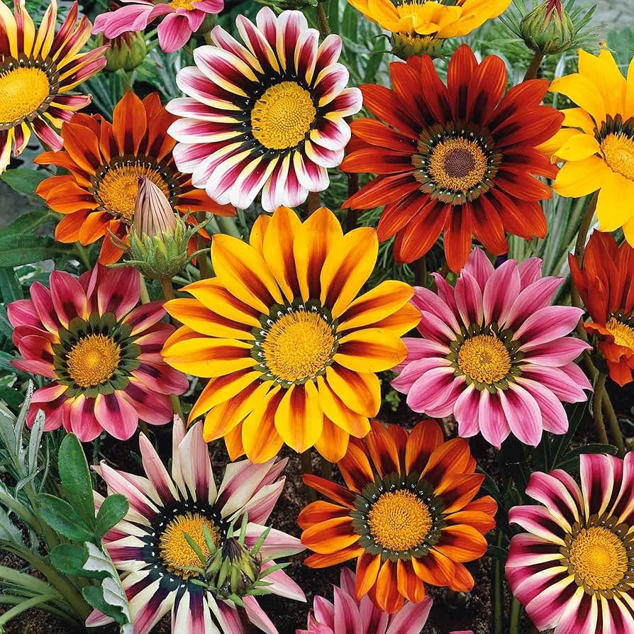 Gazania Flower seeds for Planting Easy to Grow Heirloom & GMO Free Seeds for Home Garden 
 
 Sale