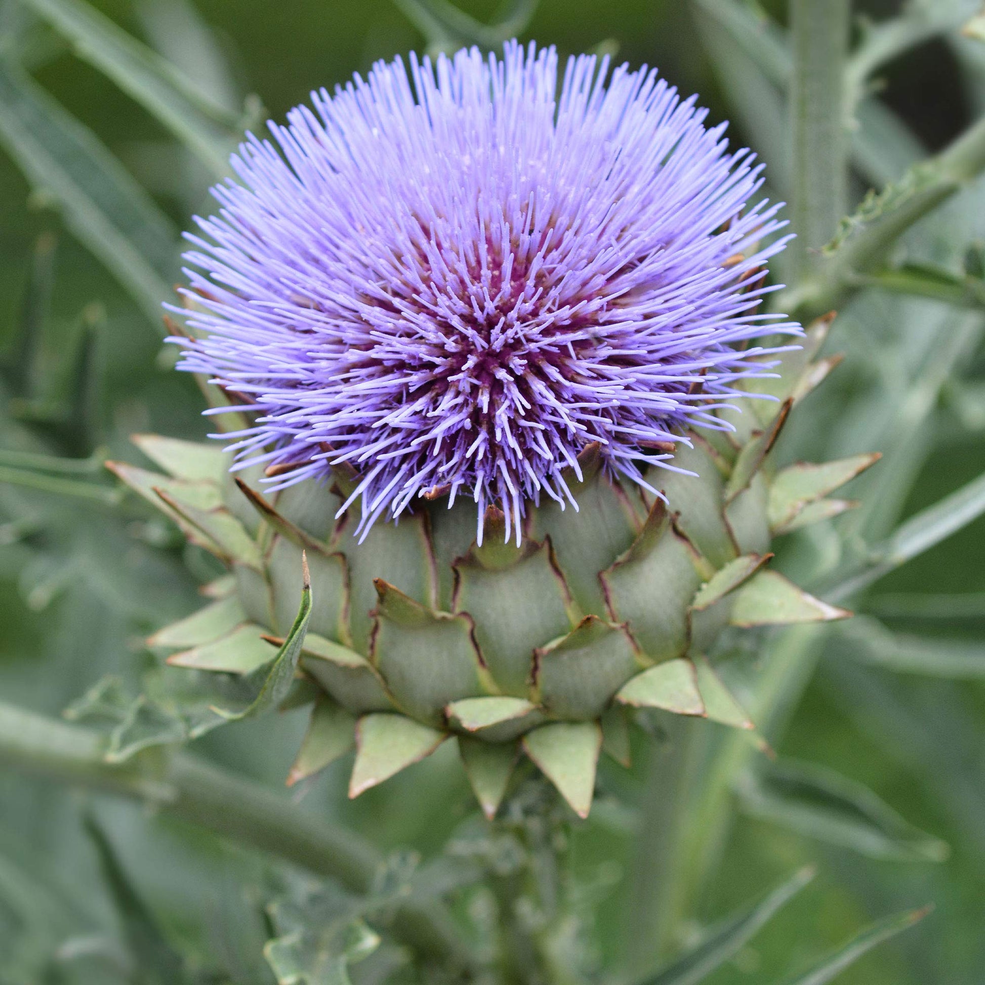 Violet Cardunculus Flower seeds for Planting - Garden Favorite, Heirloom & GMO Free Seeds for Home Garden
