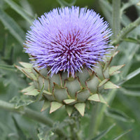 Violet Cardunculus Flower seeds for Planting - Garden Favorite, Heirloom & GMO Free Seeds for Home Garden