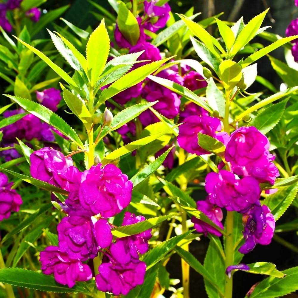 Purple Impatiens Balsamina Flower Seeds for Easy Planting
