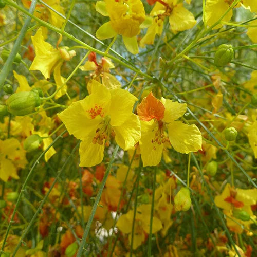 Parkinsonia Aculeata Flower seeds for Planting Pollinator Friendly Heirloom & GMO Free Seeds for Home Garden