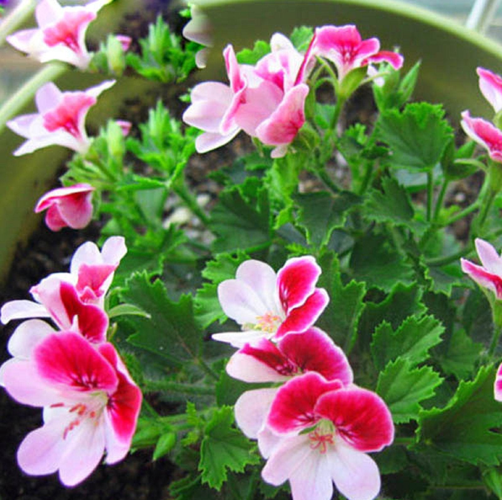 Pink White Univalve Flower seeds for Planting - Easy to Grow, Heirloom & GMO Free Seeds for Home Garden