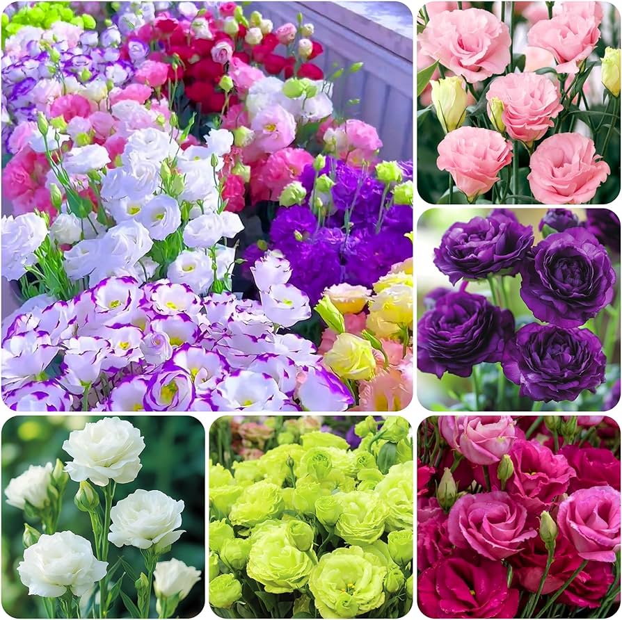 Lisianthus Flower Seeds for Lush, Blooming Beds