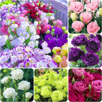Lisianthus Flower Seeds for Lush, Blooming Beds