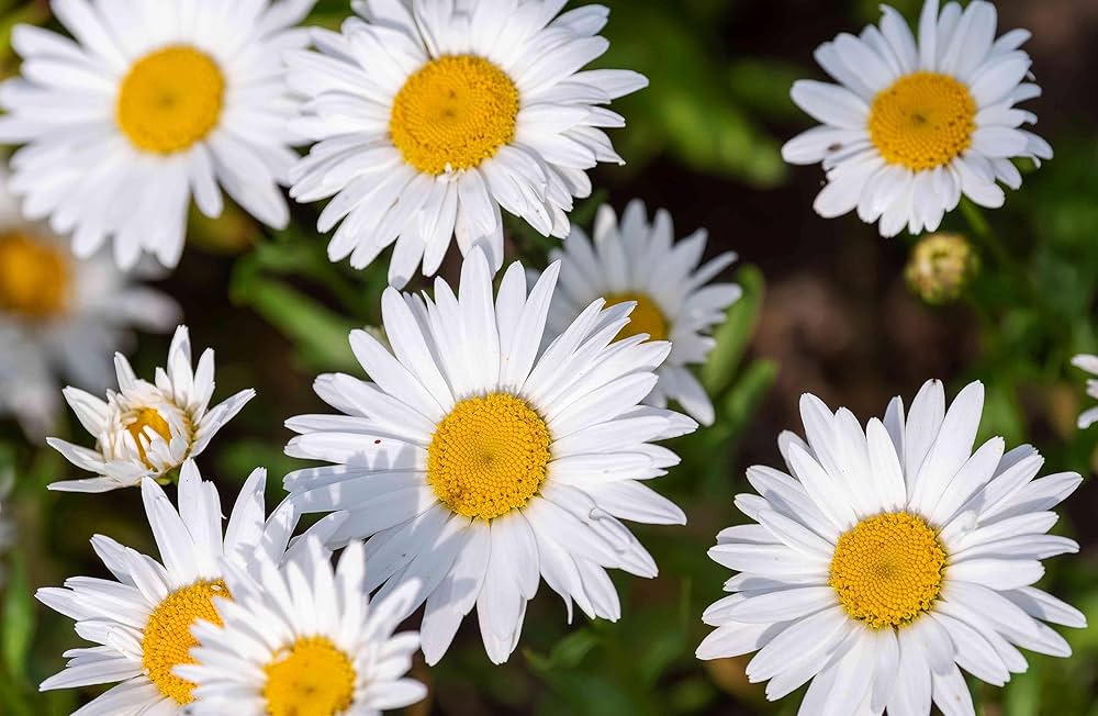 Mix Color Daisy Hardy Plants Chrysanthemum Flower Seeds