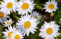 Mix Color Daisy Hardy Plants Chrysanthemum Flower Seeds