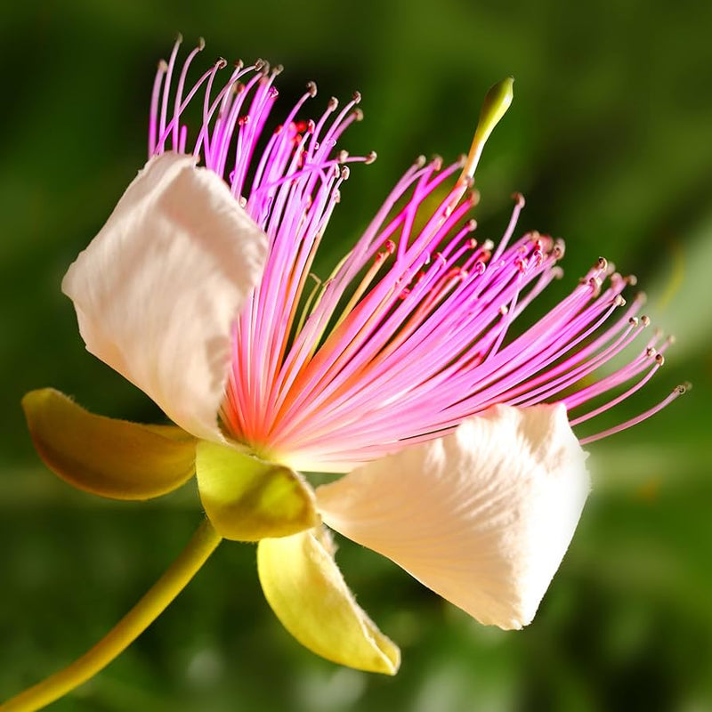 White Pink Capparis Spinosa Flower seeds for Planting - Drought Tolerant, Heirloom & GMO Free Seeds for Home Garden