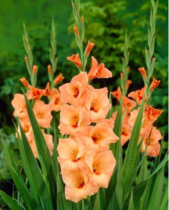 Gladiolus Flower seeds for Planting Pollinator Friendly Heirloom & GMO Free Seeds for Home Garden