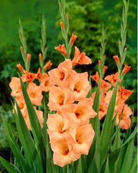 Gladiolus Flower seeds for Planting Pollinator Friendly Heirloom & GMO Free Seeds for Home Garden