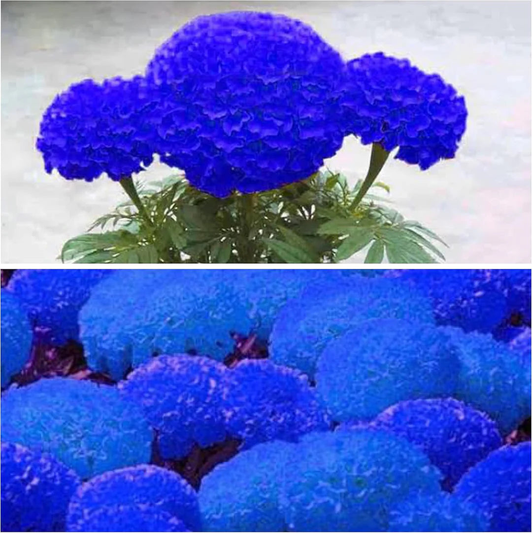 Blue Maidenhair Flower Seeds for Planting Colorful Display Heirloom & GMO Free Seeds for Home Garden
 
 Sale