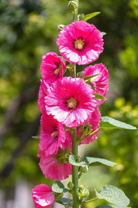 Pink White Hollyhock Flower seeds for Planting - Garden Favorite, Heirloom & GMO Free Seeds for Home Garden