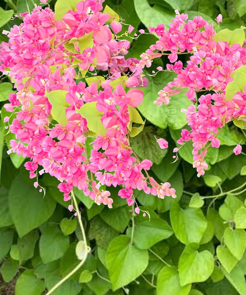 Antigonon Flower seeds for Planting - Colorful Display, Heirloom & GMO Free Seeds for Home Garden