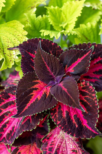 Pink Black Coleus Flower seeds for Planting Perfect for Borders Heirloom & GMO Free Seeds for Home Garden