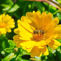 Yellow Calendula Flower seeds for Planting - Drought Tolerant, Heirloom & GMO Free Seeds for Home Garden
