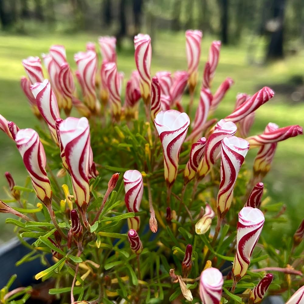 Oxalis Versicolor Flower seeds for Planting Low Maintenance Heirloom & GMO Free Seeds for Home Garden 
 
 Sale