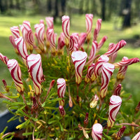 Oxalis Versicolor Flower seeds for Planting Low Maintenance Heirloom & GMO Free Seeds for Home Garden 
 
 Sale