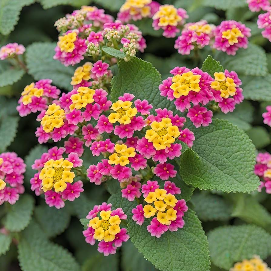 Mixed Lantana Flower seeds for Planting Seasonal Bloomer Heirloom & GMO Free Seeds for Home Garden 
 
 Sale