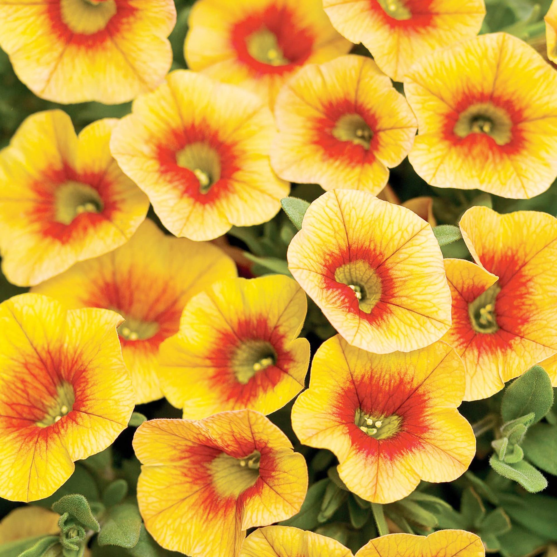 Apricot Punch Calibrachoa Organic Petunia Seeds for Planting in Balcony and Hanging Baskets