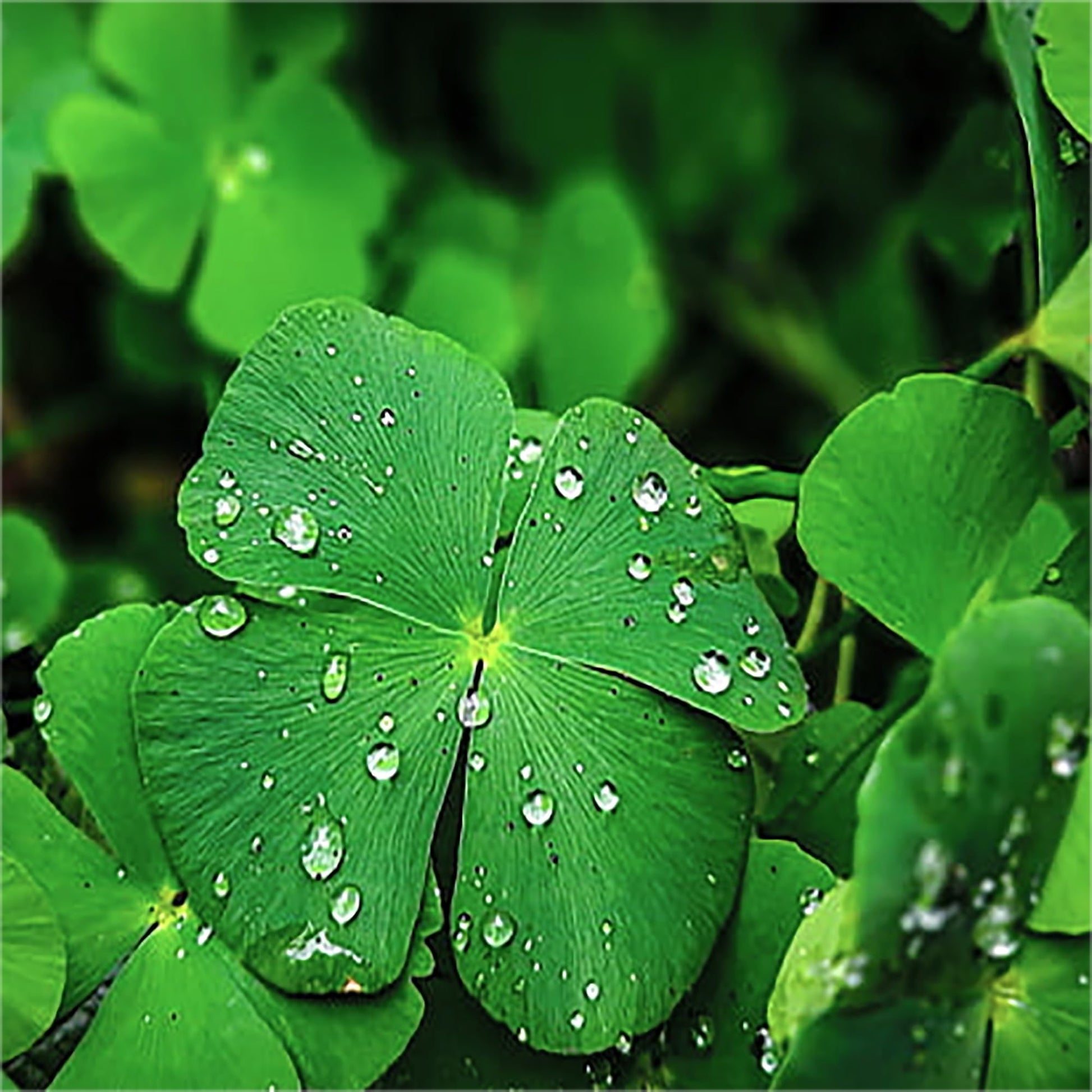 Mini Four Leaf Clover Flower seeds for Planting - Garden Favorite, Heirloom & GMO Free Seeds for Home Garden