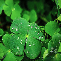 Mini Four Leaf Clover Flower seeds for Planting - Garden Favorite, Heirloom & GMO Free Seeds for Home Garden