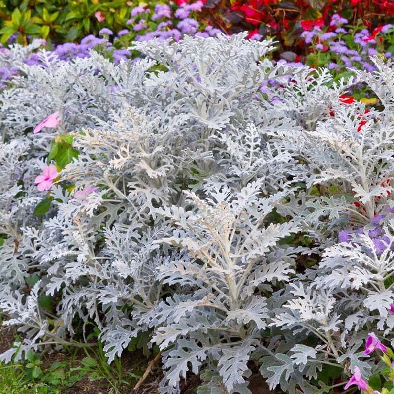 Gray Cineraria Dusty Flower seeds for Planting - Seasonal Bloomer, Heirloom & GMO Free Seeds for Home Garden