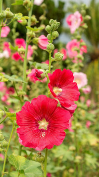 Red Hollyhock Alcea Flower seeds for Planting - Drought Tolerant, Heirloom & GMO Free Seeds for Home Garden
