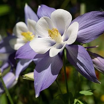 White Violet Aquilegia Flower seeds for Planting - Premium Quality, Heirloom & GMO Free Seeds for Home Garden
