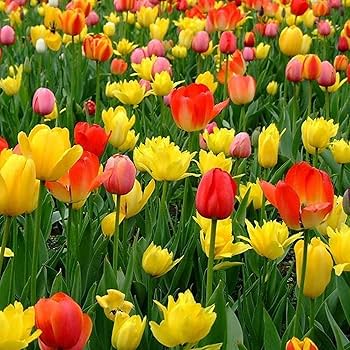 Tulip Tree Flower seeds for Planting - Premium Quality, Heirloom & GMO Free Seeds for Home Garden