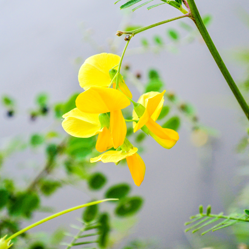 Yellow Sesbania Aculeata Plant Seeds Planting Guide