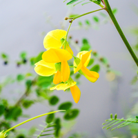 Yellow Sesbania Aculeata Plant Seeds Planting Guide