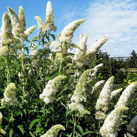 White (White Buddleja) seeds for planting in home garden