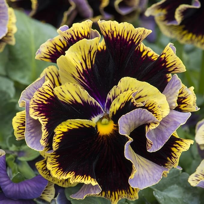 Viola Arvensis Field Pansy Seeds for Wildflower Beauty