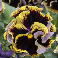 Viola Arvensis Field Pansy Seeds for Wildflower Beauty