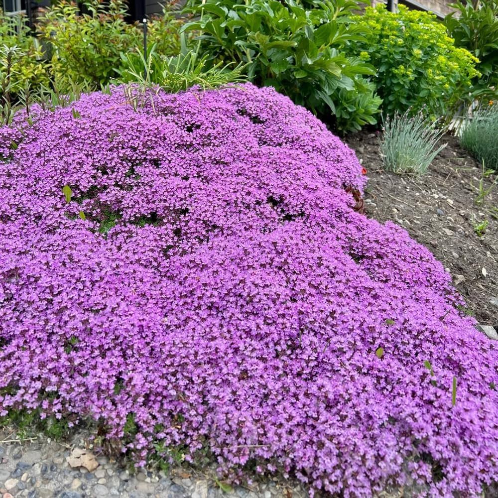 Pezzi di Semi di Piante di Timo Strisciante