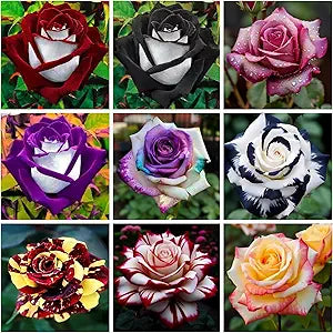 100 Pcs
