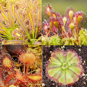 Mixed Sundew for Planting Long Bloom Season Heirloom & GMO Free Seeds for Home Garden
 
 Sale