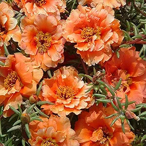 Stoppuhr Orange Portulaca Moss Rose Seeds for Bright Orange Blooms