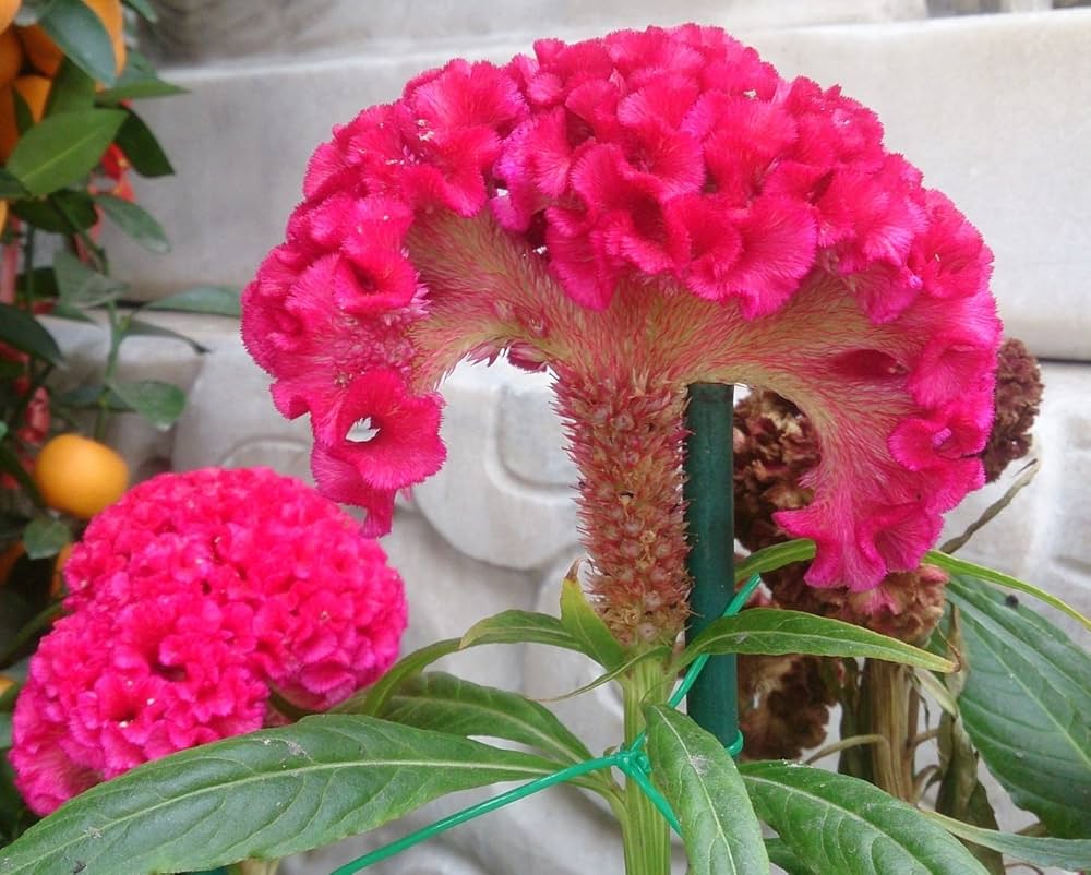 Brain Celosia Celosia cristata Dark Pink Seeds for Planting tropical garden flower bed