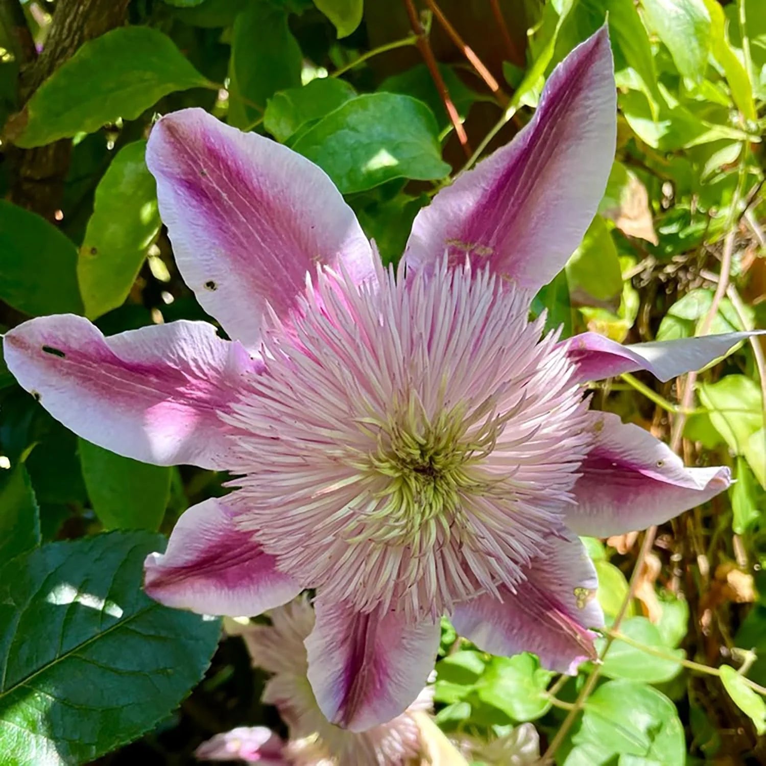 Pink and White Passion Flower Seeds for Planting