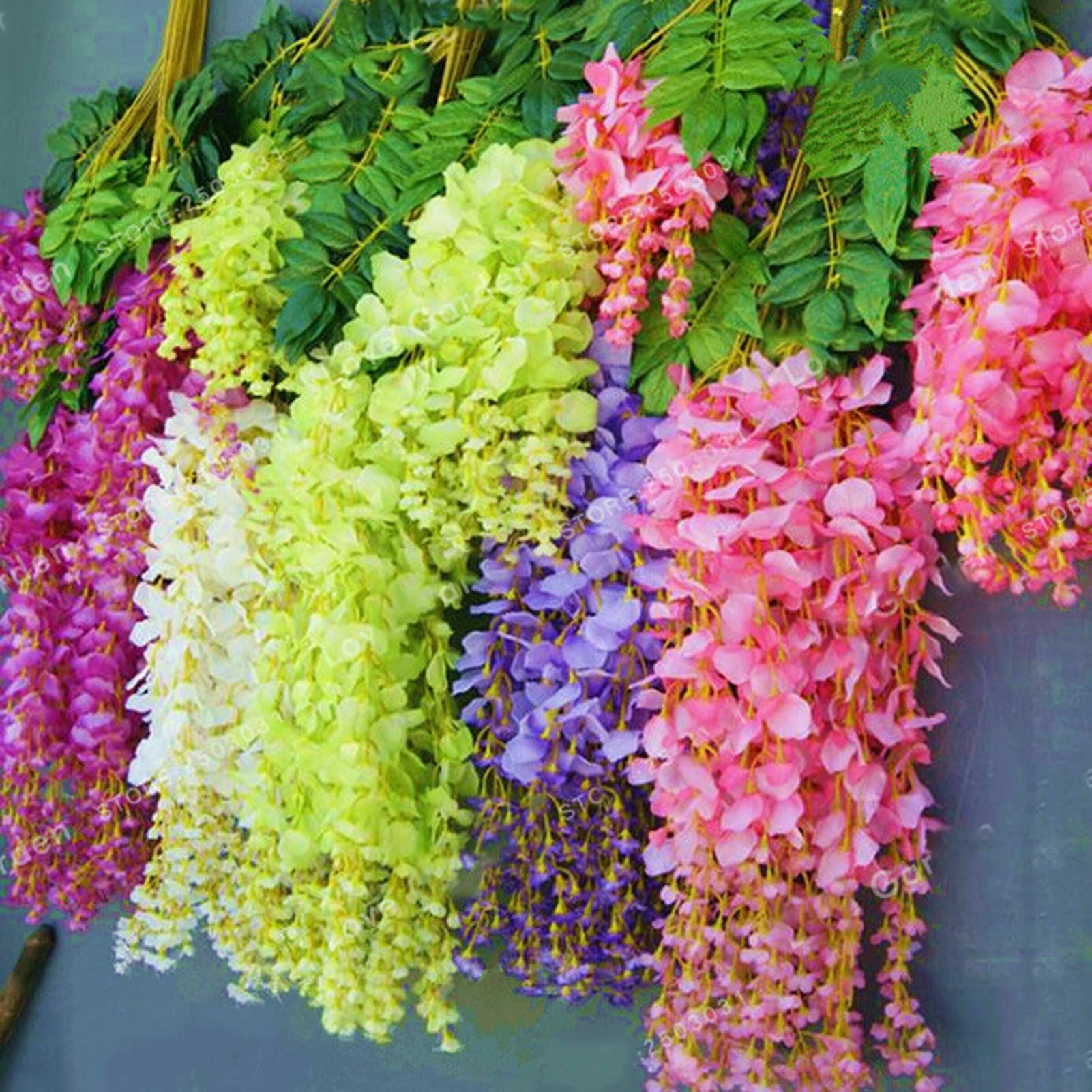 Mixed Wisteria Flower seeds for Planting Perfect for Borders Heirloom & GMO Free Seeds for Home Garden