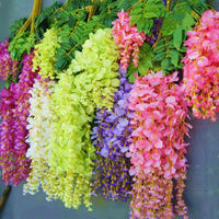 Mixed Wisteria Flower seeds for Planting Perfect for Borders Heirloom & GMO Free Seeds for Home Garden