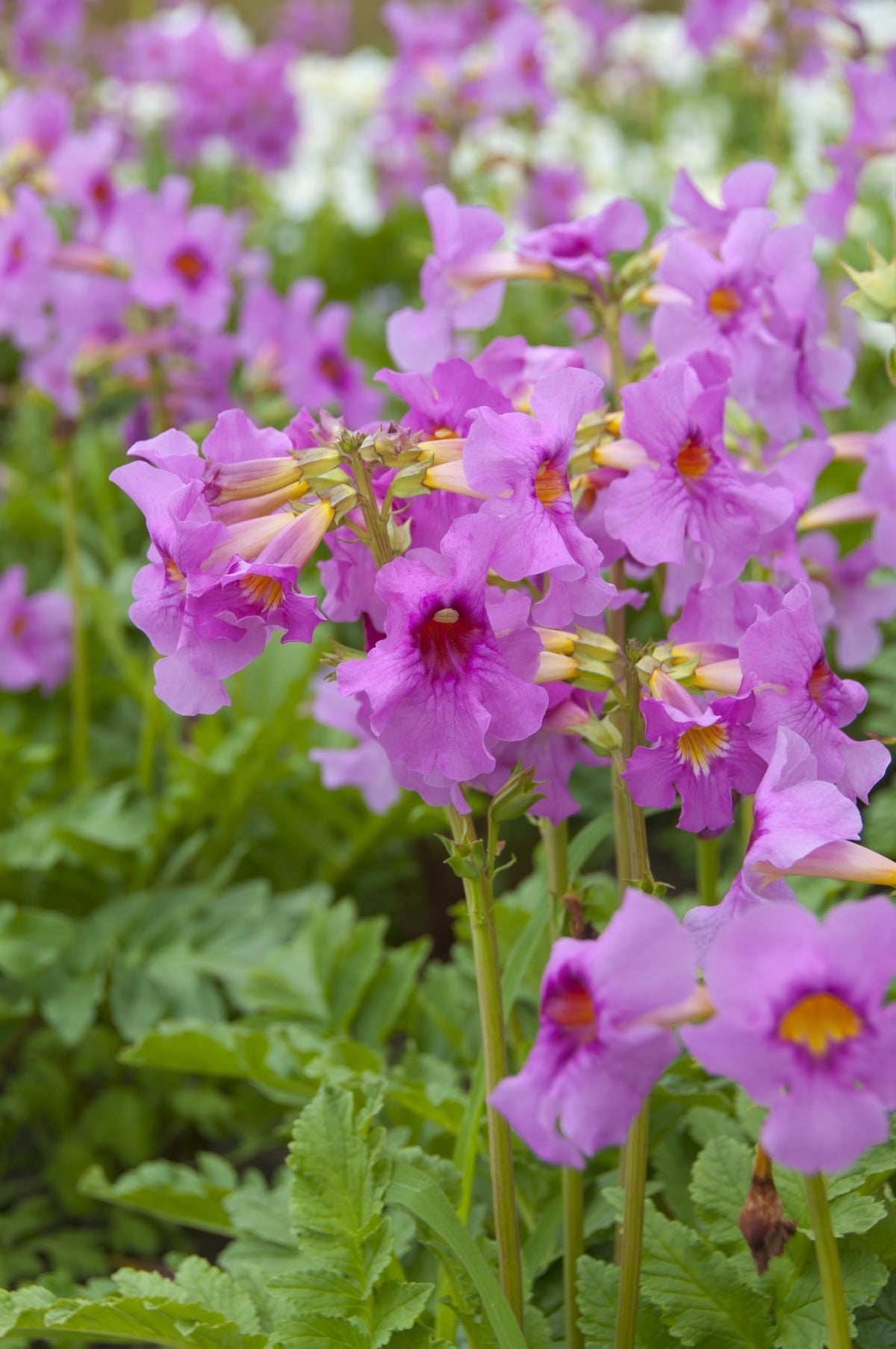 Incarvillea Delavayi Flower seeds for Planting - Shade Tolerant, Heirloom & GMO Free Seeds for Home Garden
 
 Sale for planting in home garden.